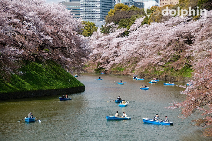 10 địa điểm tốt nhất để ngắm hoa anh đào ở Tokyo 2019