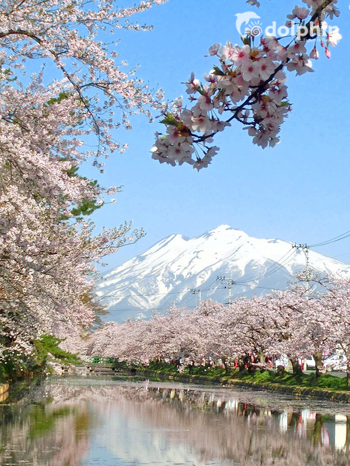 10 địa điểm ngắm hoa anh đào ở Nhật Bản hấp dẫn nhất 2019