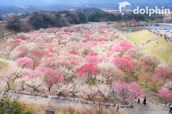 10 điều nên làm nhất khi du lịch Nhật Bản vào tháng 3