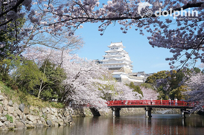 10 địa điểm ngắm hoa anh đào ở Nhật Bản hấp dẫn nhất 2019