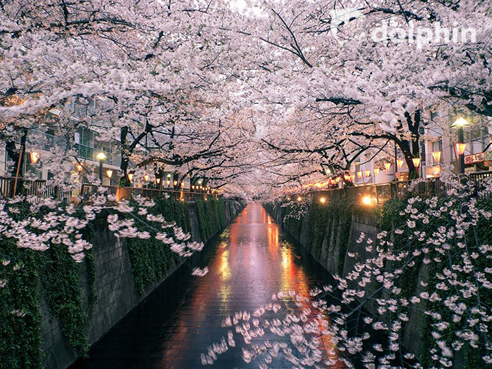10 địa điểm tốt nhất để ngắm hoa anh đào ở Tokyo 2019