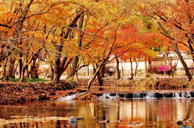 Chinh phục những sắc màu mùa thu Hàn Quốc  Intertour