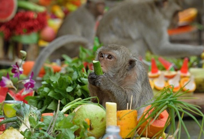 Độc Đáo Lễ Hội Monkey Buffet Festival Thái Lan