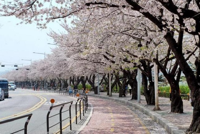 Yeouido – Công viên giữa lòng thành phố Seoul