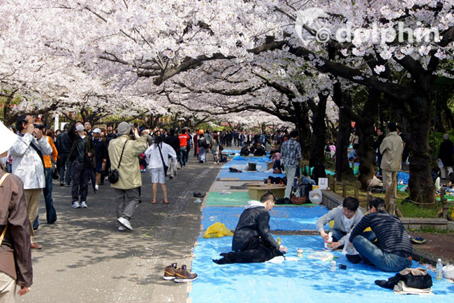 Thưởng thức lễ hội hoa anh đào tại Nhật Bản- Hướng dẫn du lịch 2019
