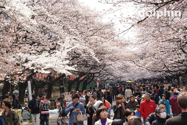 Thưởng thức lễ hội hoa anh đào tại Nhật Bản- Hướng dẫn du lịch 2019