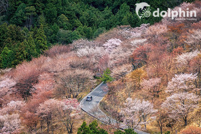 Ngắm hoa anh đào Nhật Bản 2019 – Thời gian và địa điểm