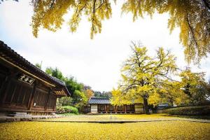 Khám phá vẻ đẹp của cây ngân hạnh ‘nhuộm vàng’ mùa thu Hàn Quốc