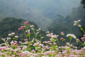Trải nghiệm mùa hoa tam giác mạch trên cao nguyên đá Hà Giang