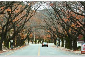 khám phá Hàn Quốc trong những ngày thu lộng lẫy