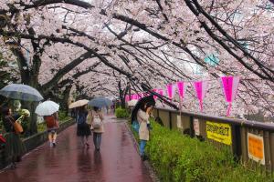 Những Điều Cần Chú Ý Khi Đến Nhật Bản Vào Mùa Xuân