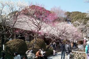 Sôi Động Với Các Lễ Hội Mùa Xuân Nhật Bản