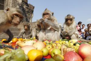 Độc Đáo Lễ Hội Monkey Buffet Festival Thái Lan