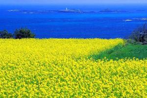 Bốn Mùa Tươi Đẹp Trên Hòn Đảo Jeju Thơ Mộng