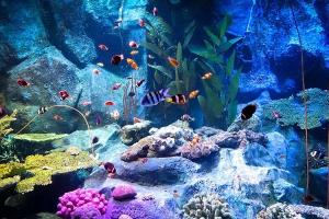 Khám Phá Ốc Đảo Xanh Underwater World Ở Pattaya