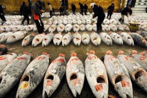 Thăm Chợ Cá Tsukiji Lớn Nhất Thế Giới
