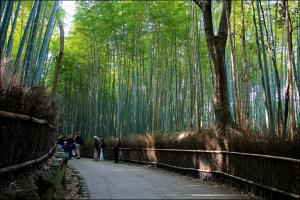 Đến Kyoto Nhật Bản Nhớ Ghé Thăm Rừng Trúc Sagano