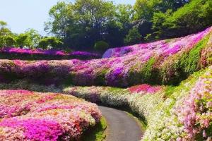 Ghé Thăm Nhật Bản – Đất Nước Của Những Mùa Hoa