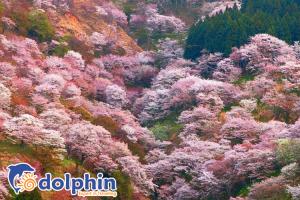 Ngắm hoa anh đào Nhật Bản 2019 – Thời gian và địa điểm