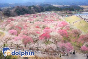 10 điều nên làm nhất khi du lịch Nhật Bản vào tháng 3