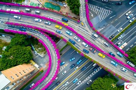 Hình ảnh Hoa Giấy nở rộ trên cầu vượt ở Quảng Châu