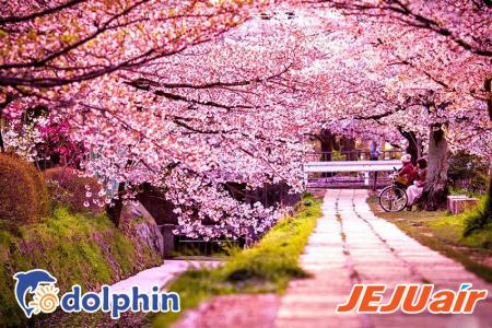 Du lịch Hàn Quốc 2018 - Lễ hội Hoa Anh Đào : SEOUL – NAMI – EVERLAND – YEOUIDO bay Jeju Air