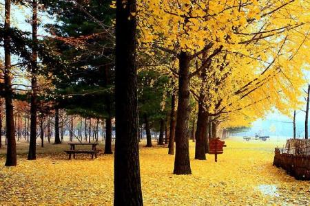 Mùa Đẹp Nhất Để Đến Với Xứ Sở Kim Chi