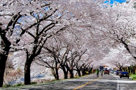 Trải Nghiệm Các Lễ Hội Hoa Anh Đào Của Hàn Quốc