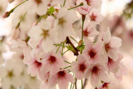 Mùa Xuân Hàn Quốc – Những Trải Nghiệm Khó Quên