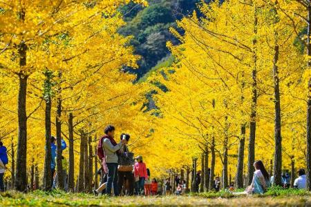 Top 5 Lễ Hội Mùa Thu Độc Đáo Nhất Ở Hàn Quốc