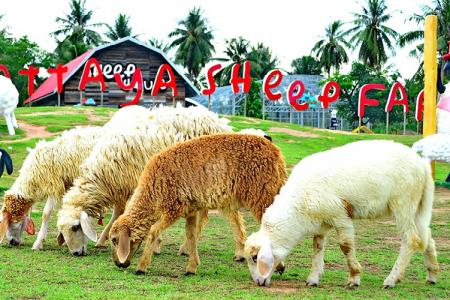 Thăm Quan 2 Nông Trại Nuôi Cừu Độc Đáo Ở Thái lan
