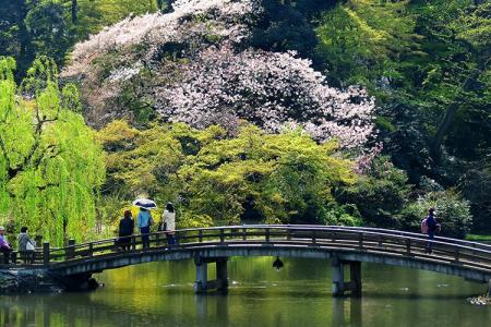 Ngắm Vẻ Đẹp Của Vườn Quốc Gia Shinjuku Gyoen Ở Tokyo Nhật Bản