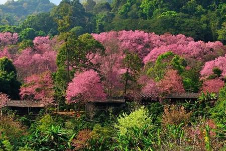 Đến Chiang Mai Đừng Quên Ghé Công Viên Quốc Gia Doi Suthep-Pui