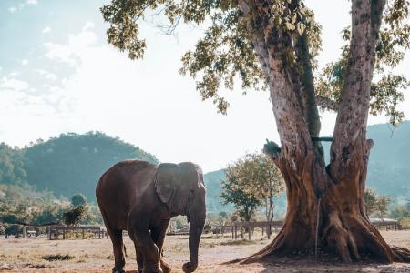 Thăm  Công Viên Voi Chiang Mai Khi Đi Du Lịch Thái Lan