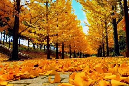 Ghé Thăm Hòn Đảo Nami Lãng Mạn Quyến Rũ Của Hàn Quốc