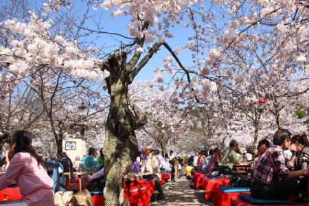 Công Viên Maruyama – Điểm Đến Tuyệt Vời Ở Kyoto Nhật Bản