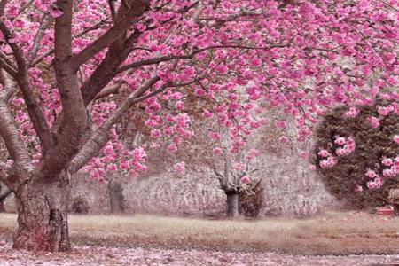 Con Đường Ngắm Hoa Anh Đào Đẹp Nhất Osaka Nhật Bản