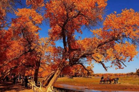 Du Lịch Trung Quốc Ngắm Lá Mùa Thu