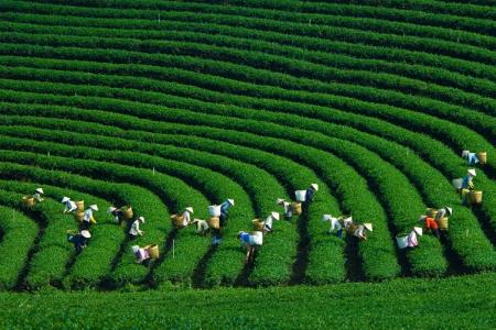 Khám Phá Mộc Châu Ngày 2/9 – Những Trải Nghiệm Tuyệt Vời