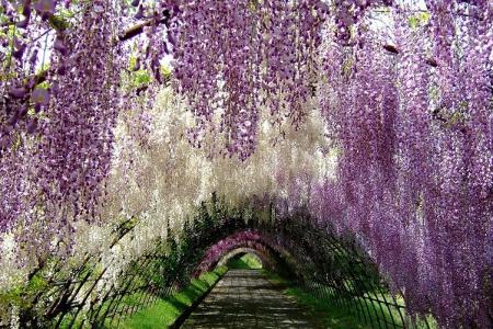 Những Điều Chưa Biết Về Hoa Tử Đằng - Hoa Tình Yêu Bất Diệt Ở Nhật Bản