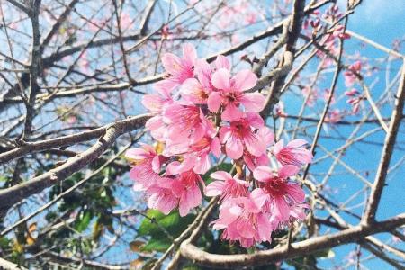 Cùng Ngắm Các Mùa Hoa Khoe Sắc Tháng 1 Về