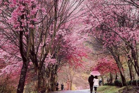 Lên Lịch Hẹn Hò Cùng Mùa Hoa Anh Đào Xứ Đài