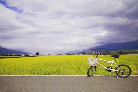 Du Lịch Đài Loan Đừng Quên Check-in Con Đường Lúa Đại Lộ Mr.Brown