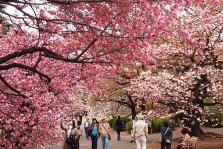 Những Mùa Hoa Đài Loan Không Nên Bỏ Lỡ