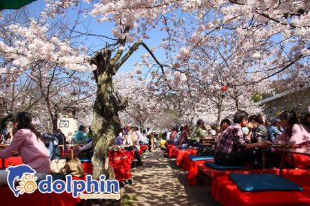 Thưởng thức lễ hội hoa anh đào tại Nhật Bản- Hướng dẫn du lịch 2019