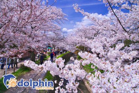 10 địa điểm ngắm hoa anh đào ở Nhật Bản hấp dẫn nhất 2019