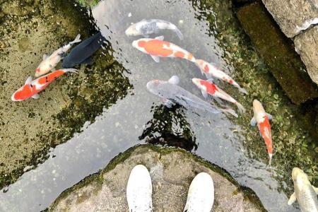 THÀNH PHỐ SHIMABARA Ở NHẬT BẢN CÓ NƯỚC SẠCH NUÔI CÁ 