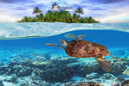 HÒN BẢY CẠNH CÔN ĐẢO - KHÁM PHÁ THIÊN NHIÊN TUYỆT DIỆU DƯỚI LÒNG ĐẠI DƯƠNG