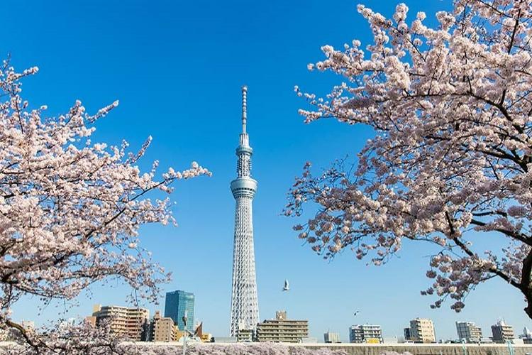 Thăm Quan Tháp Truyền Hình Tokyo Sky Tree Lớn Nhất Nhật Bản