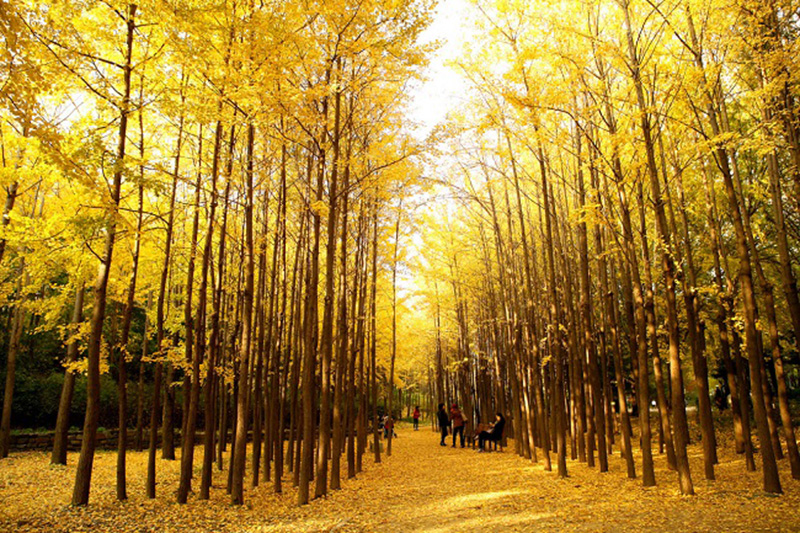 Với một khuôn viên rộng lớn, những cánh rừng lá vàng ươm mỗi độ thu về đã làm nên nét quyến rũ cho rừng Seoul.